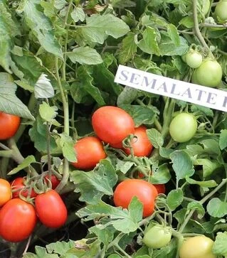 Семена томата Семалейт F1, 20 г (Semo)