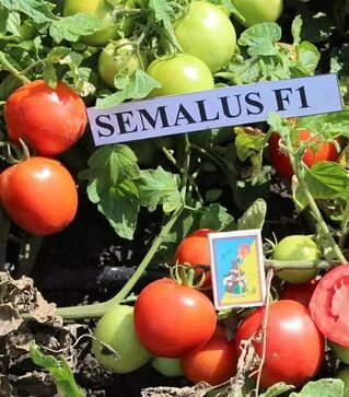 Насіння томату Семалус F1, 20 г (Semo)