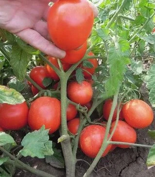 Семена томата Семакинг F1, 20 г (Semo)