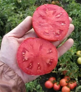 Семена томата Тереза ​​F1, 20 г (Semo)