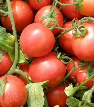 Семена томата Семаприм F1, 20 г (Semo)