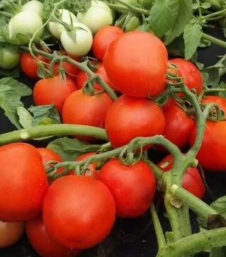 Насіння томату Даліміл, 25 г (Moravoseed)