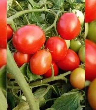 Насіння томату Галера, 25 г (Moravoseed)