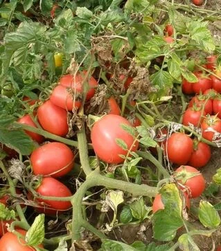 Семена томата Эскорт, 300 г (Semo)