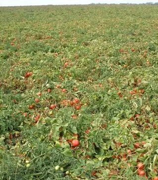 Семена томата Эскорт, 300 г (Semo)