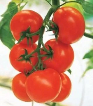 Семена томата Кристалл F1, 5 г (Clause)