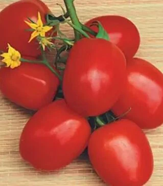 Семена томата Наско 2000, 500 г (Nasko)