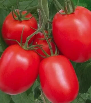 Семена томата Рио Гранде, 500 г (Spark Seeds)