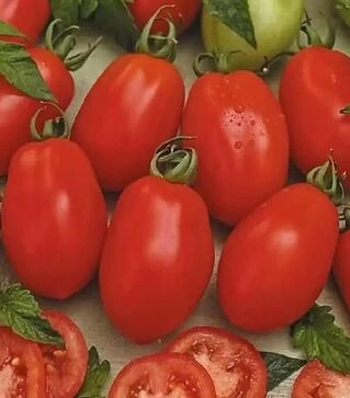 Семена томата Рио Гранде, 500 г (Hortus)