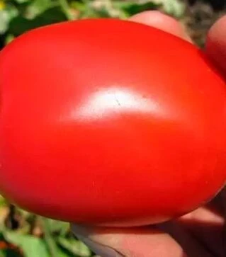 Семена томата Пьетраросса F1, п.е. 1 тыс. семян (Clause)