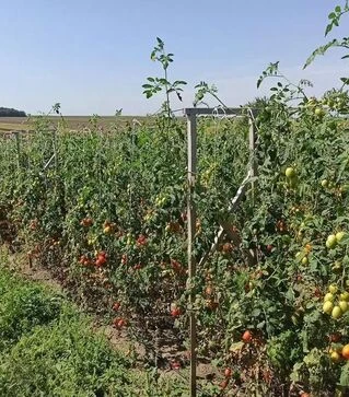 Насіння томату Самори F1, п.о. 1 тис. насінин (Esasem)