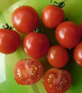 Насіння томату Биби F1, п.о. 1 тис. насінин (Semo)