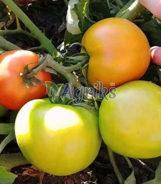 Насіння томату Ред Булл F1, п.о. 1 тис. насінин (Solare Sementi)