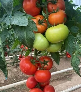 Насіння томату Васмія F1, п.о. 1 тис. насінин (Rijk Zwaan)