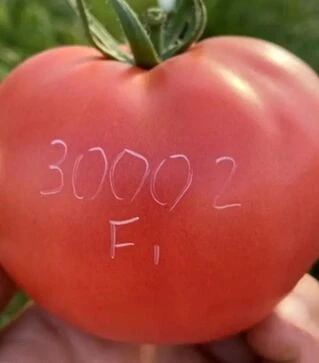 Насіння томату TL 30002 F1, п.о. 1 тис. насінин (Esasem)