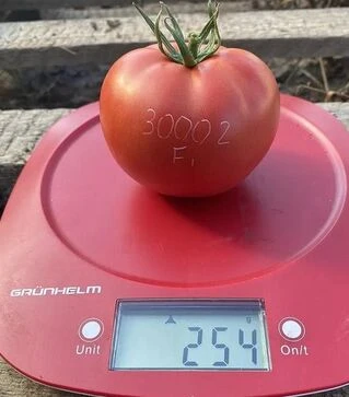 Насіння томату TL 30002 F1, п.о. 1 тис. насінин (Esasem)