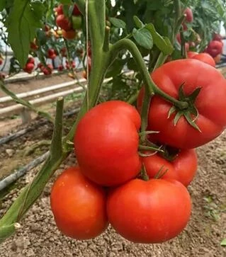 Семена томата Жамиля F1, п.е. 1 тыс. семян (Rijk Zwaan)