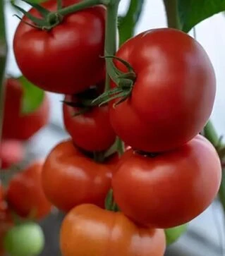 Семена томата Жамиля F1, п.е. 1 тыс. семян (Rijk Zwaan)