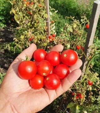 Насіння томату Черрі Блоссом F1, п.о. 1 тис. насінин (Sakata)