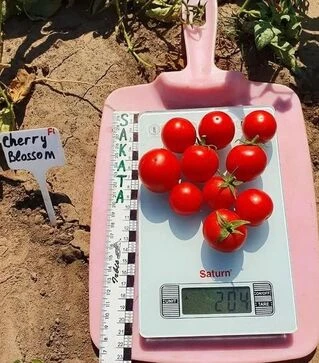 Насіння томату Черрі Блоссом F1, п.о. 1 тис. насінин (Sakata)