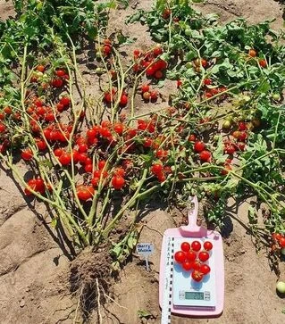 Насіння томату Черрі Блоссом F1, п.о. 1 тис. насінин (Sakata)