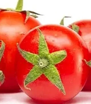 Семена томата Прегиато F1, п.е. 1 тыс. семян (Cora Seeds)