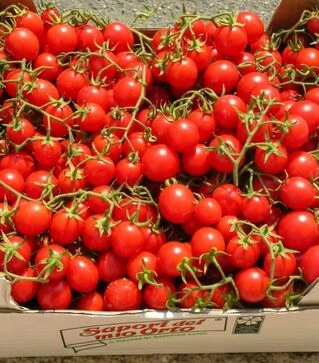 Семена томата Фрассимо F1, п.е. 1 тыс. семян (United Genetics)