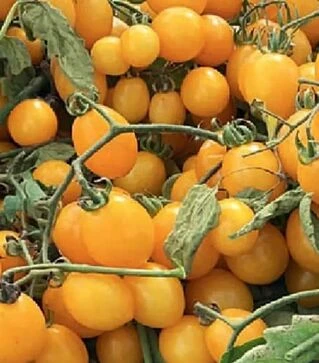 Семена томата Реджиум F1, п.е. 1 тыс. семян (Esasem)