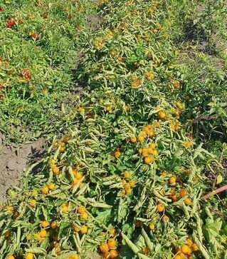 Семена томата Реджиум F1, п.е. 1 тыс. семян (Esasem)