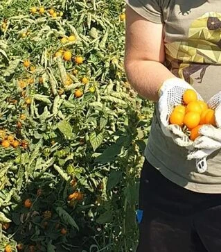 Семена томата Реджиум F1, п.е. 1 тыс. семян (Esasem)