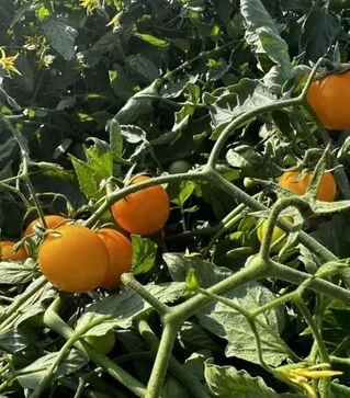 Семена томата Флавино F1, п.е. 1 тыс. семян (United Genetics)