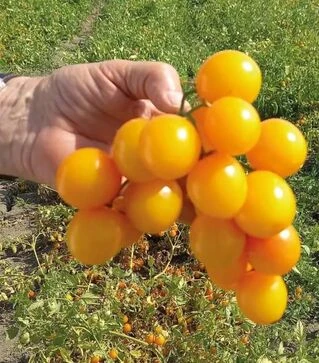 Семена томата Флавино F1, п.е. 1 тыс. семян (United Genetics)