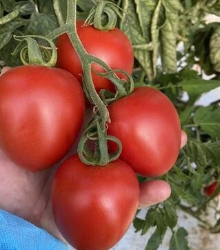 Семена томата Бильбао F1, п.е. 1 тыс. семян (Clause)