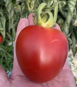 Семена томата Бильбао F1, п.е. 1 тыс. семян (Clause)