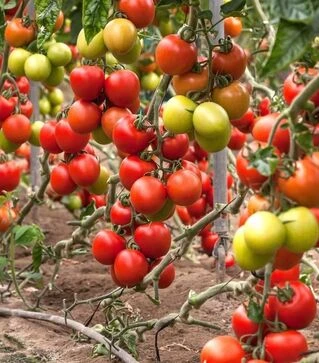 Семена томата Бильбао F1, п.е. 1 тыс. семян (Clause)