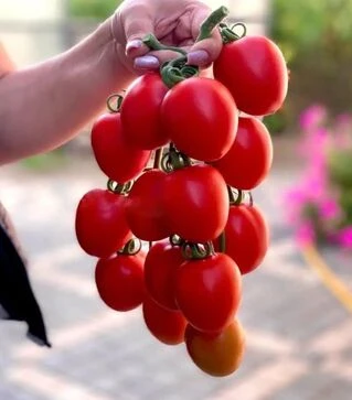 Семена томата Бильбао F1, п.е. 1 тыс. семян (Clause)