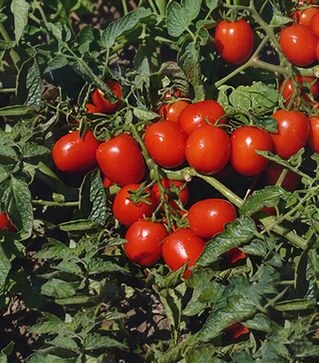 Насіння томату Сейлор F1, п.о. 1 тис. насінин (Hazera)