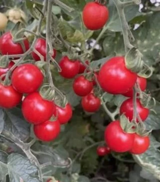 Семена томата Денвер F1, п.е. 1 тыс. семян (Spark Seeds)