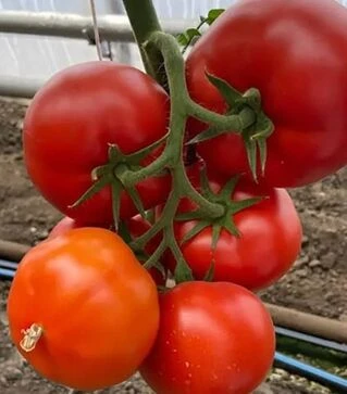 Семена томата Костаред F1, п.е. 1 тыс. семян (Rijk Zwaan)