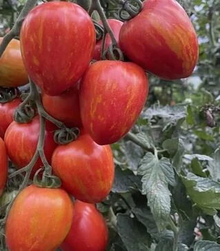 Насіння томату Філадельфія F1, п.о. 1 тис. насінин (Spark Seeds)