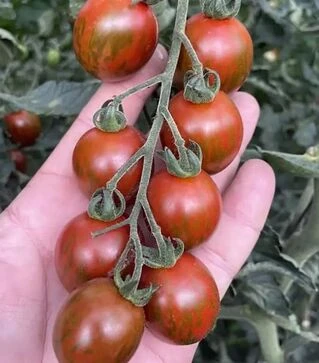 Семена томата Маритта F1, п.е. 1 тыс. семян (Spark Seeds)