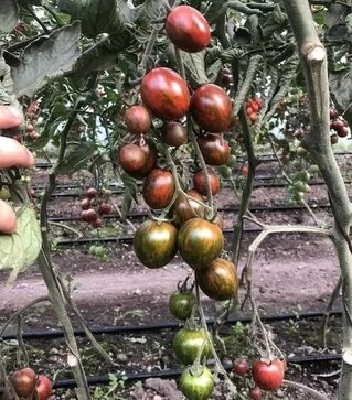 Семена томата Маритта F1, п.е. 1 тыс. семян (Spark Seeds)