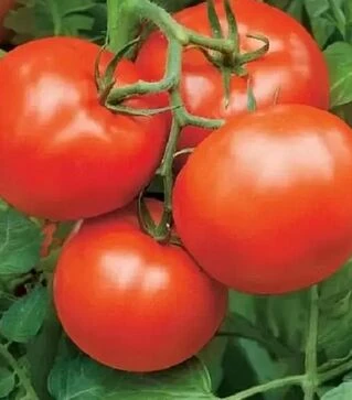 Насіння томату Бобкат F1, п.о. 1 тис. насінин (Syngenta)