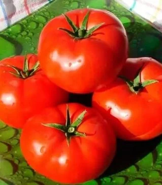 Насіння томату Бобкат F1, п.о. 1 тис. насінин (Syngenta)