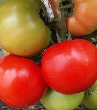 Семена томата Флорида 47 F1, п.е. 1 тыс. семян (Seminis)