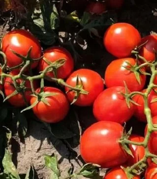 Семена томата ES 14916 F1, п.е. 1 тыс. семян (Esasem)