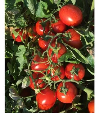 Насіння томату Н6438 F1, п.о. 1 тис. насінин (Nunhems)