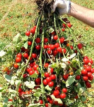 Насіння томату Рензіно F1, п.о. 1 тис. насінин (Esasem)