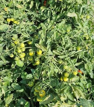 Насіння томату Рензіно F1, п.о. 1 тис. насінин (Esasem)