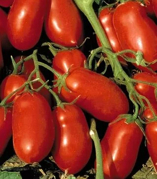 Семена томата Инкас F1, п.е. 1 тыс. семян (Nunhems)